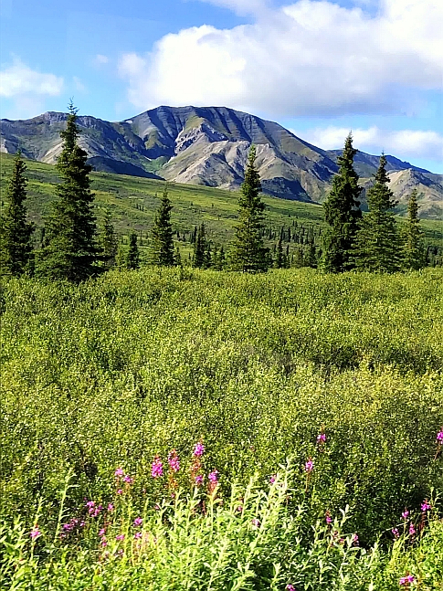 [tundra, Alaska Range]