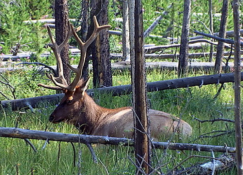 [buck elk, WY]