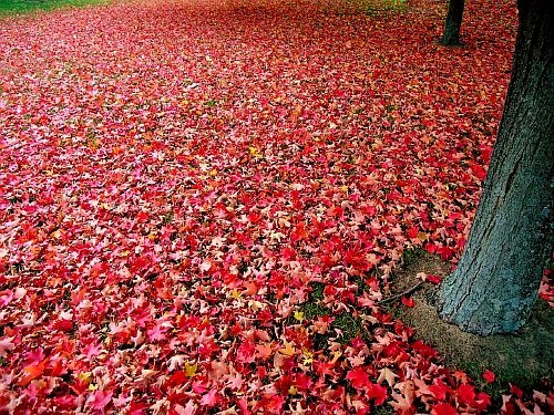 [carpet of red Autumn leaves]