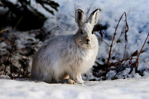 [snowshoe hare]
