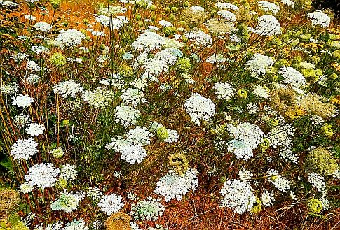 [Queen Anne's lace]