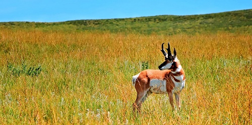 [pronghorn antelope, SD]