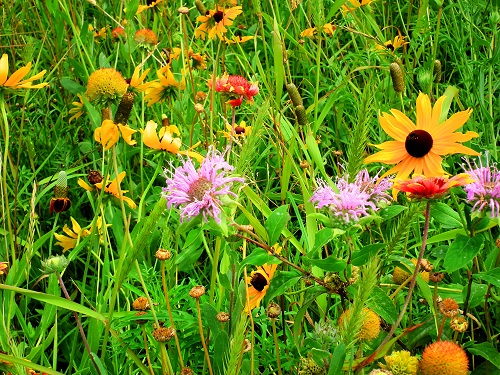 [wildflowers, Nicollet, SD]