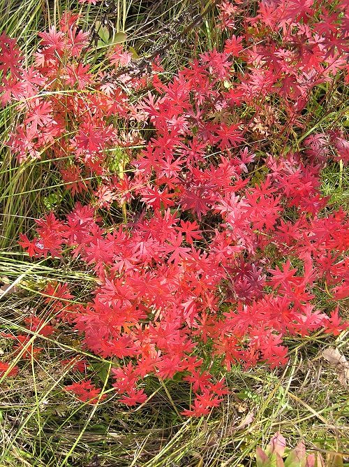 [Geranium sanguineum]