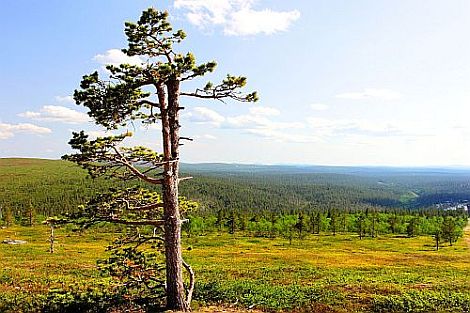 [Arctic treeline]