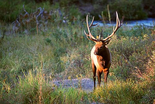 [bull elk]