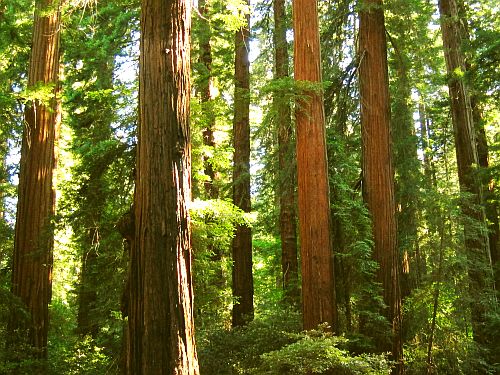[redwood forest]