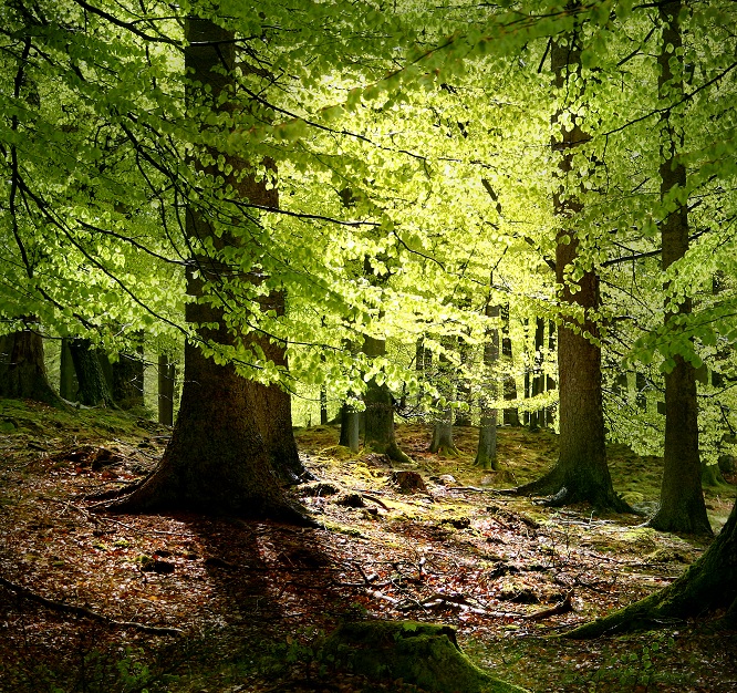 [beech trees, Denmark]